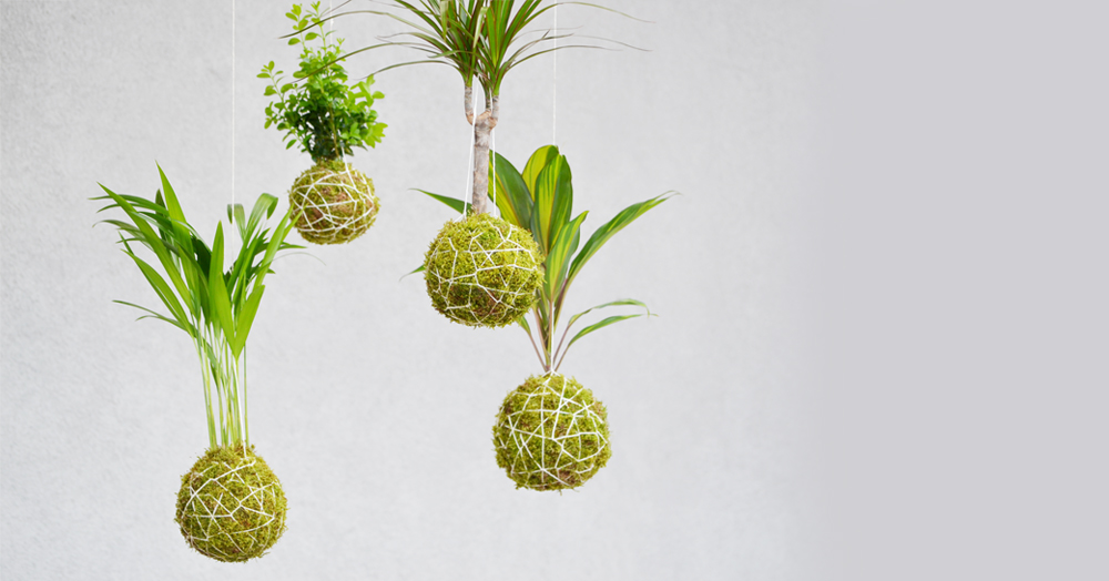 Oficina de kokedama