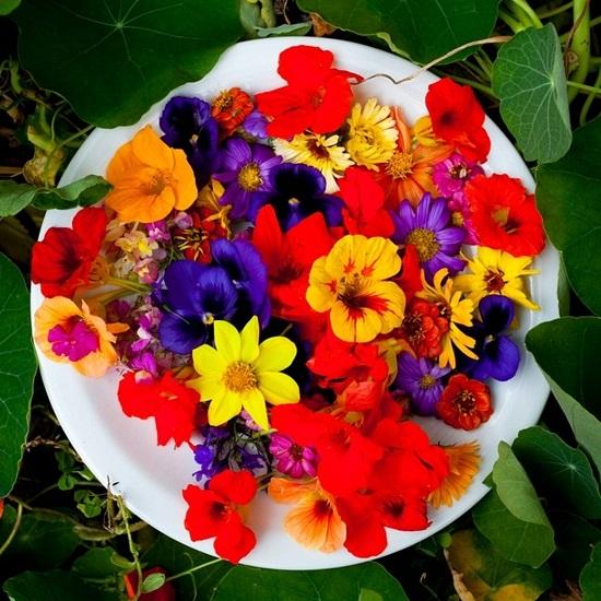 Flores comestíveis: reconhecimento e usos